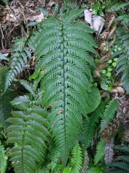 Polystichum wawranum. Adaxial surface of mature 2-pinnate frond.
 Image: L.R. Perrie © Leon Perrie CC BY-NC 3.0 NZ